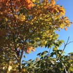 Autumn Comes to Maine