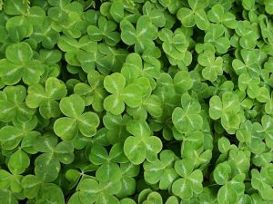 freeport-maine-bed-and-breakfast-shamrocks