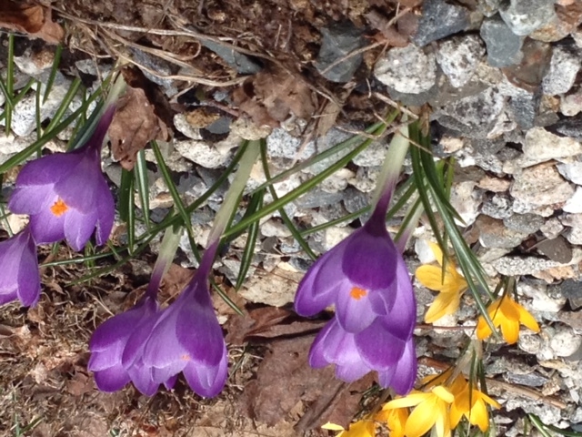 Spring Flowers at James Place Inn