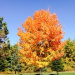 Fall color