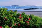 Shrubs with red flowers in the foreground, sandy beach, calm sea—ideal for kayaking Casco Bay and exploring its islands.